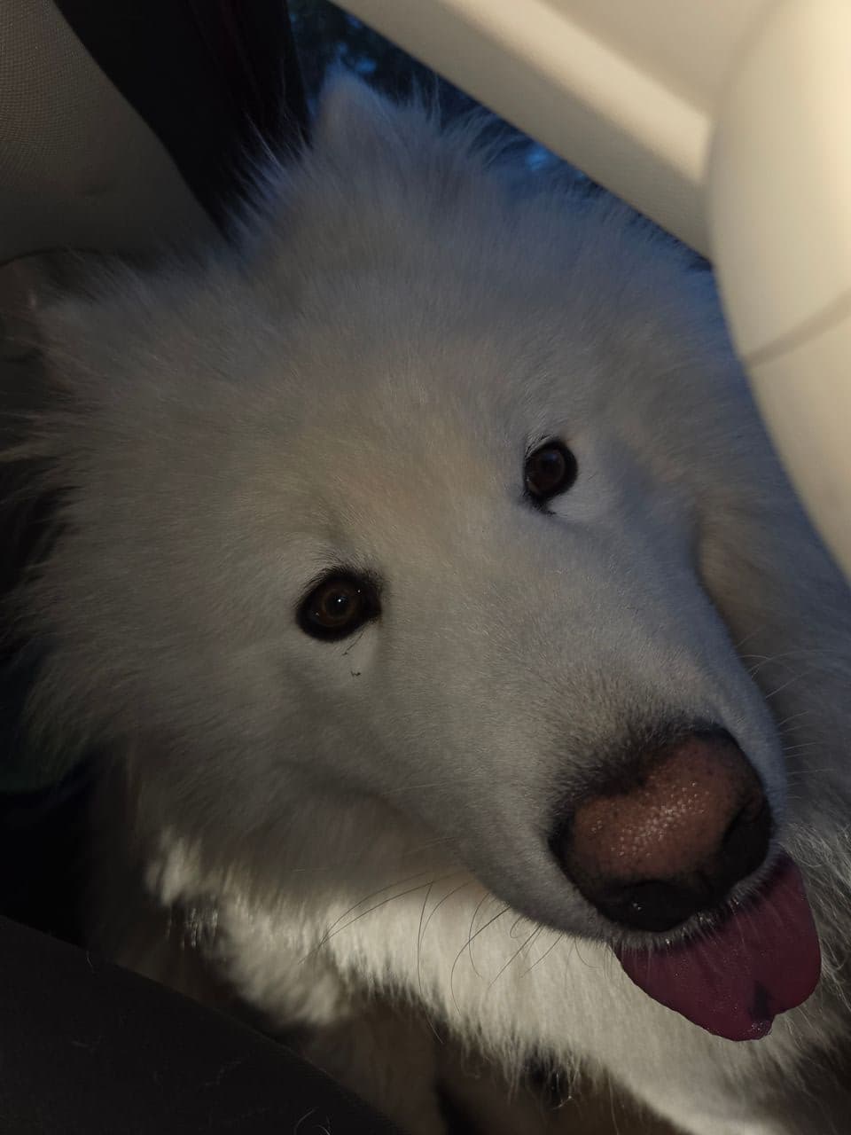 Pet travel photo 3