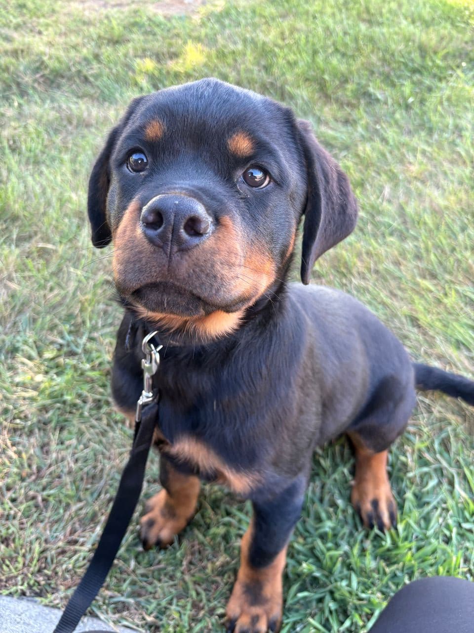 Pet travel photo 5