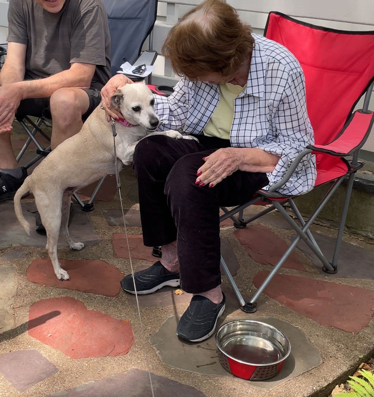 Pet travel photo 2