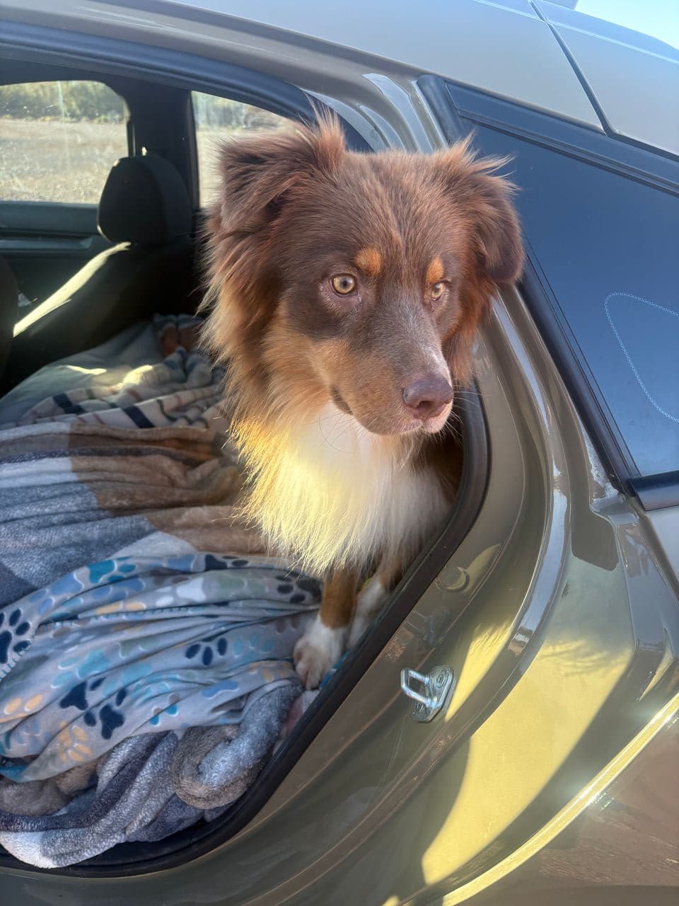 Pet travel photo 3