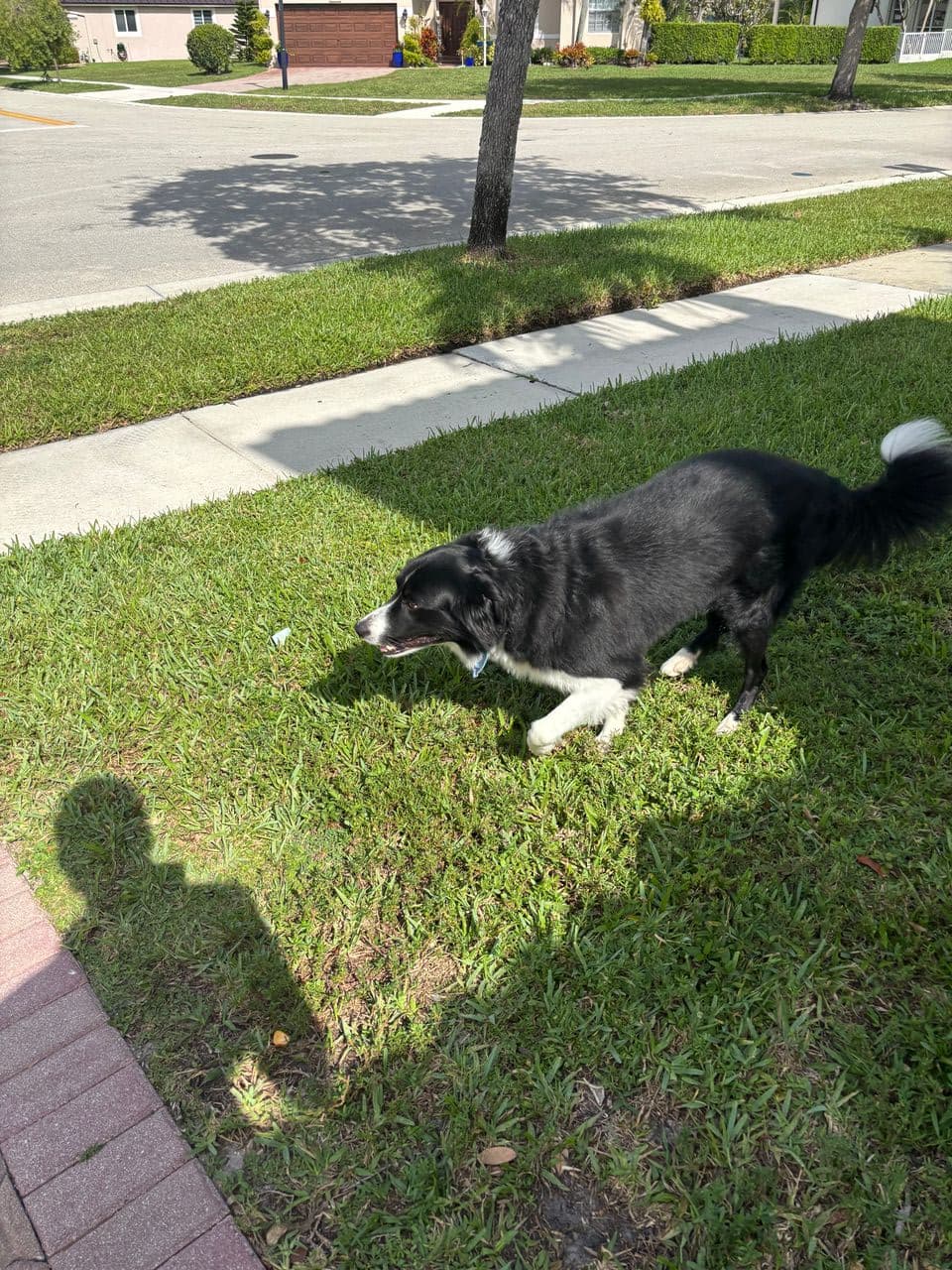 Pet travel photo 1