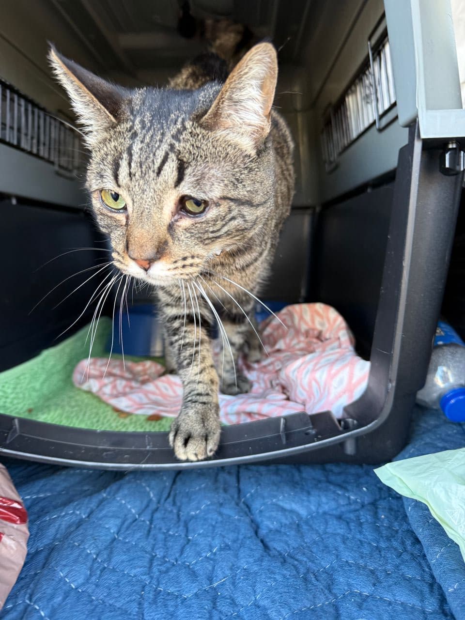 Pet travel photo 3