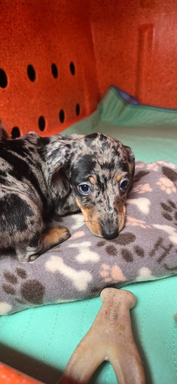 Pet travel photo 1