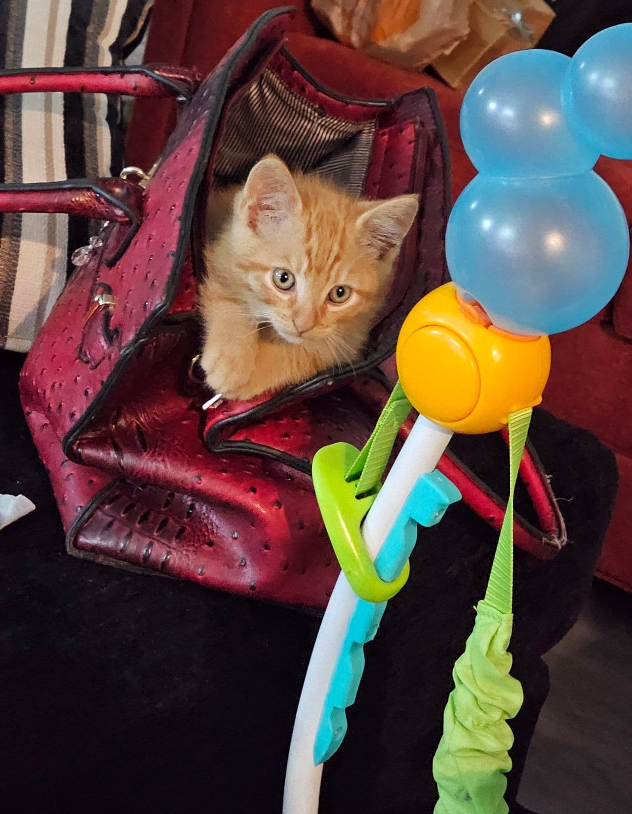 Pet travel photo 5