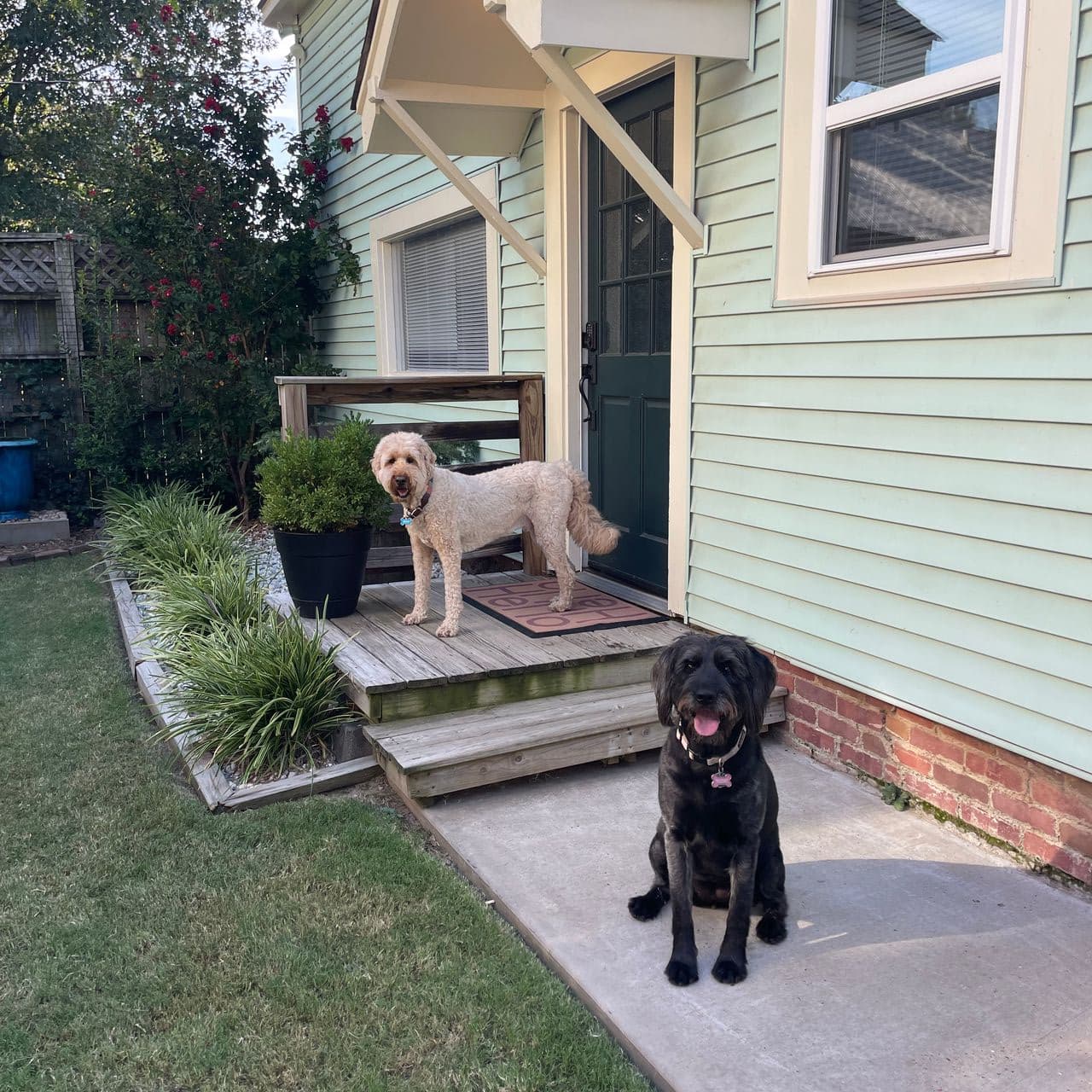 Pet travel photo 1