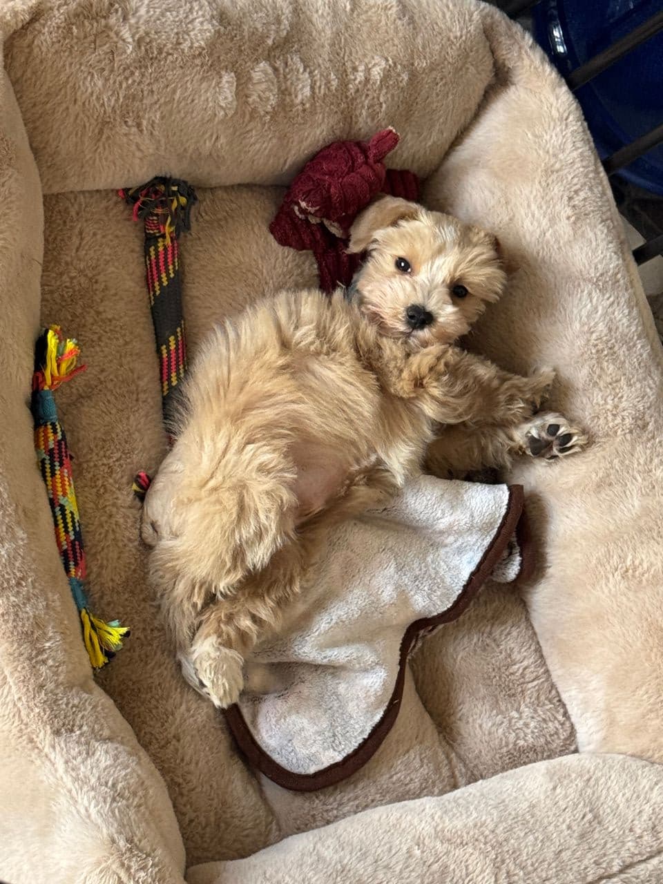 Pet travel photo 5
