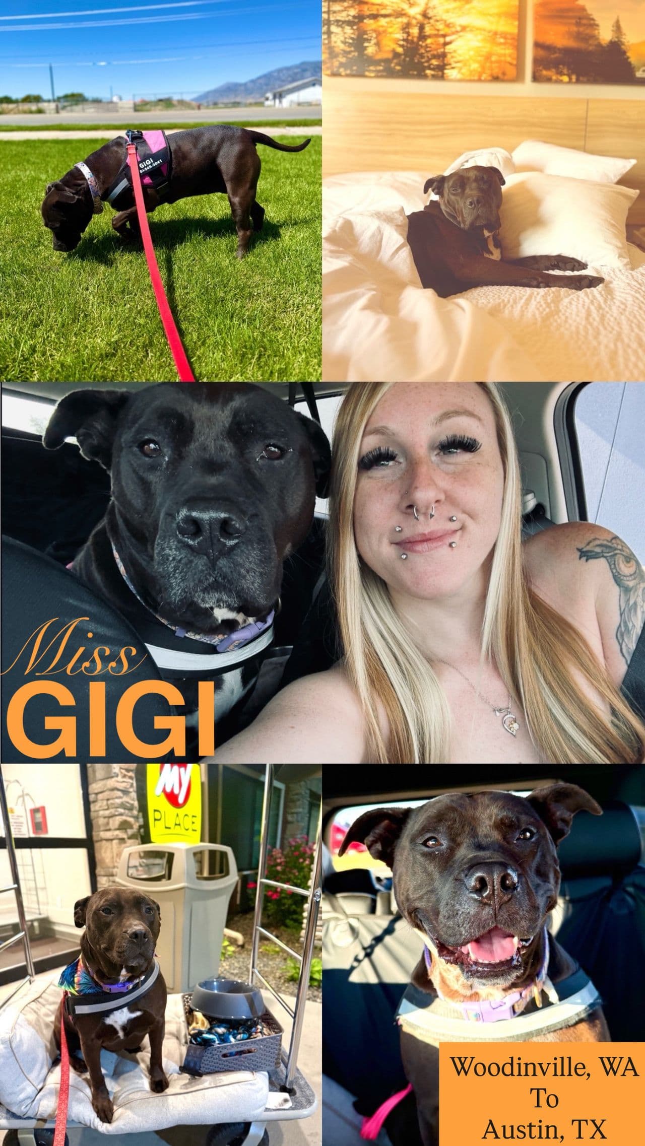 Pet travel photo 2