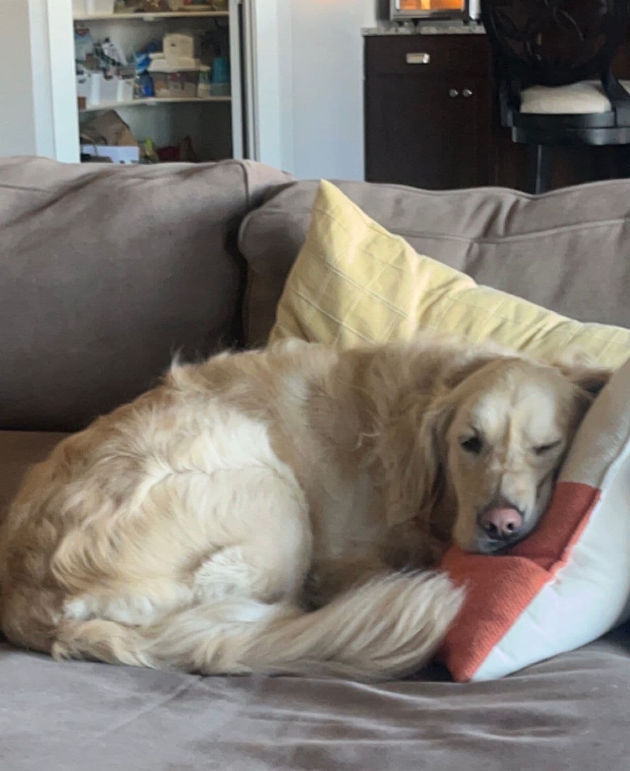 Pet travel photo 6