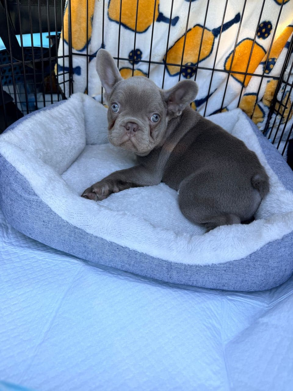 Pet travel photo 6