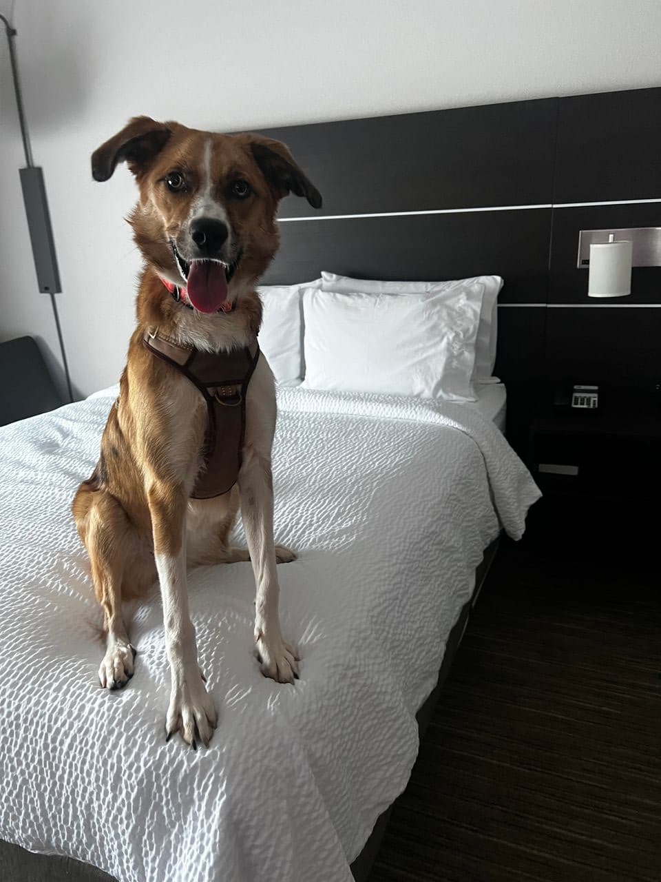 Pet travel photo 4