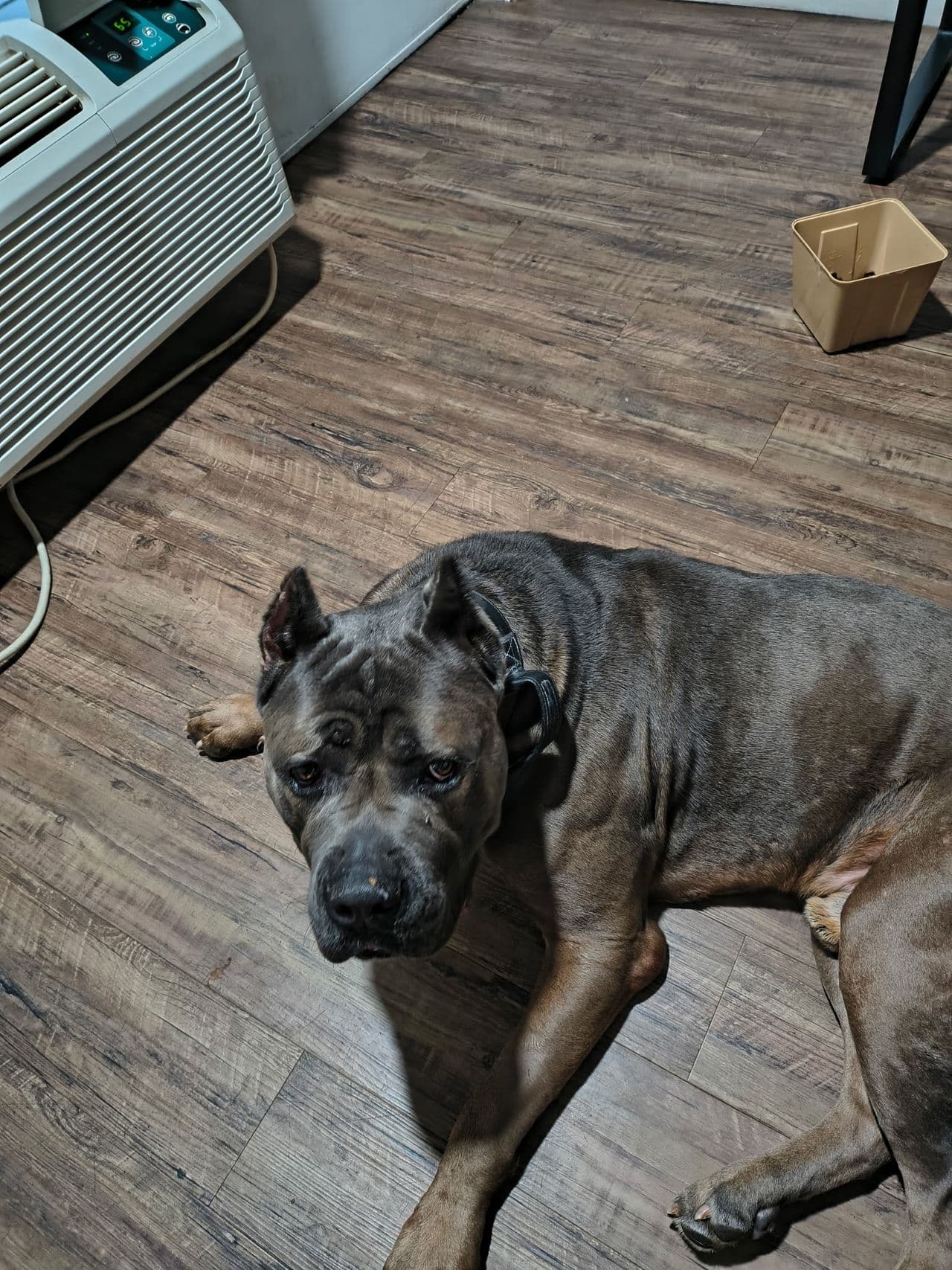 Pet travel photo 5