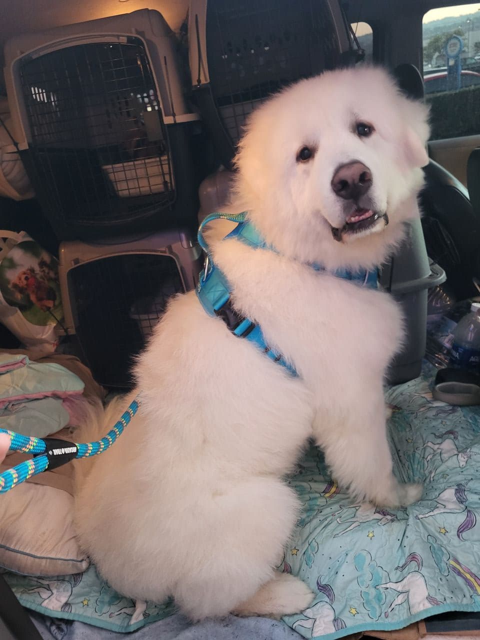Pet travel photo 1