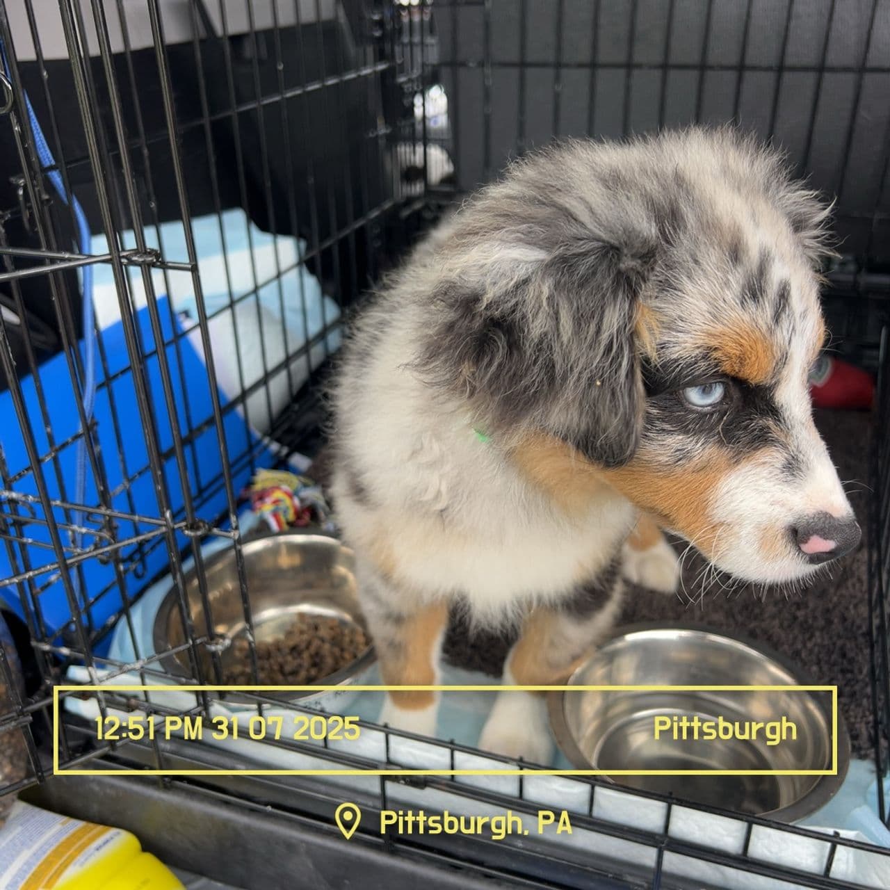 Pet travel photo 2