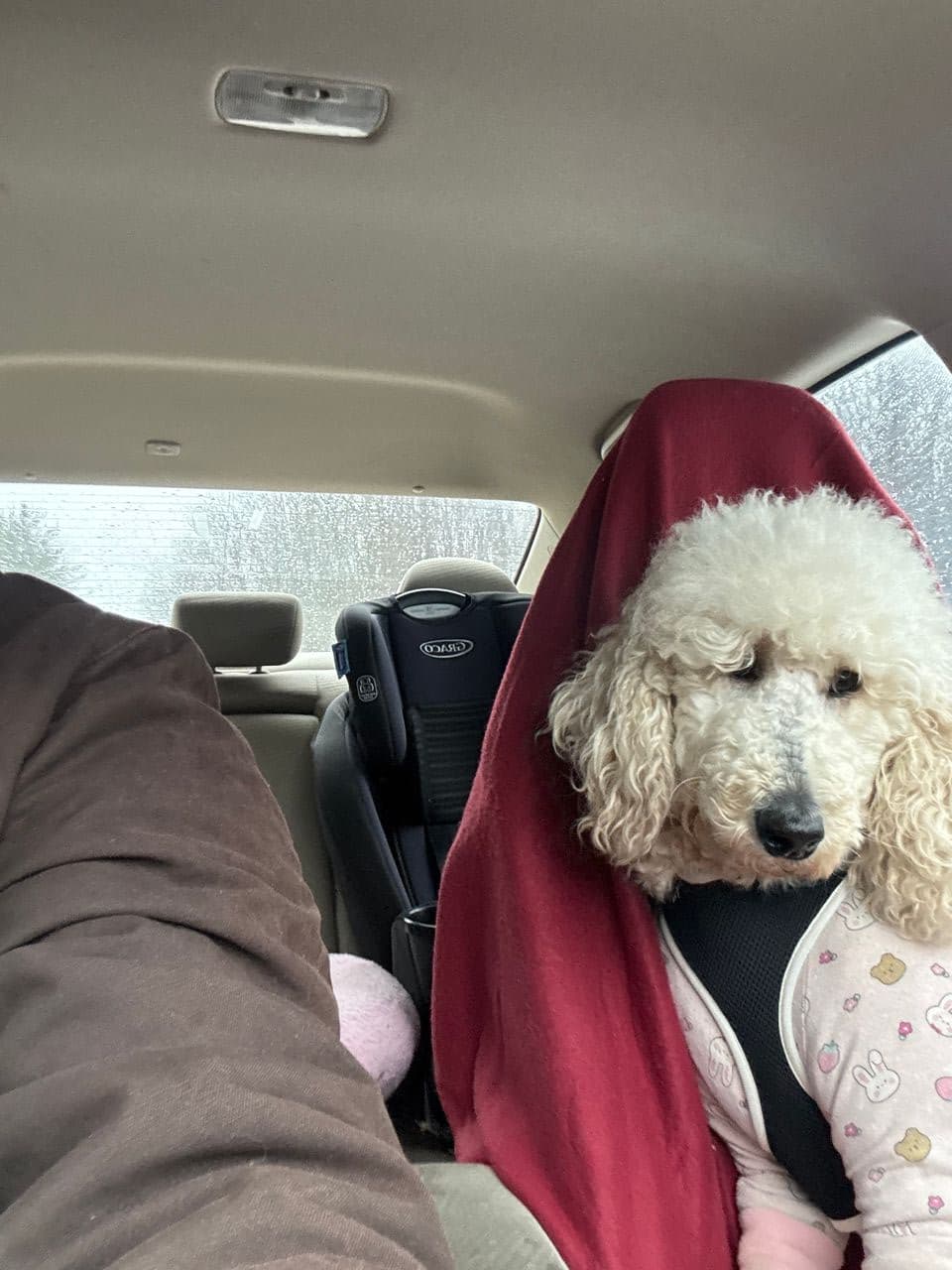 Pet travel photo 3