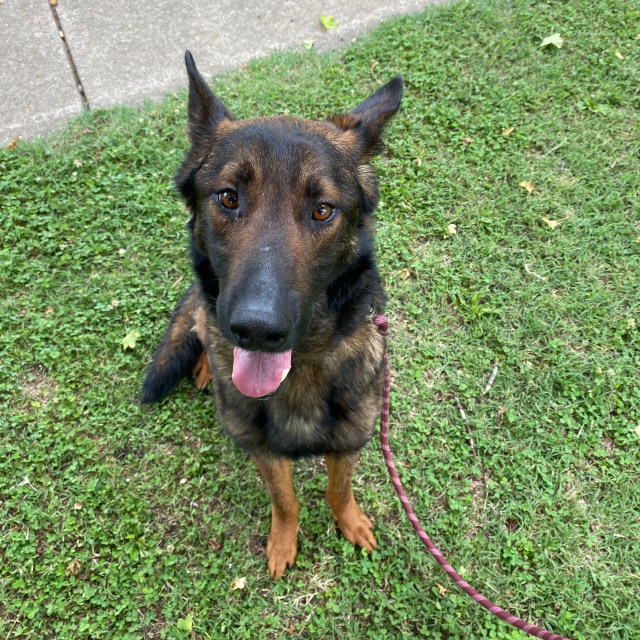 Pet travel photo 5