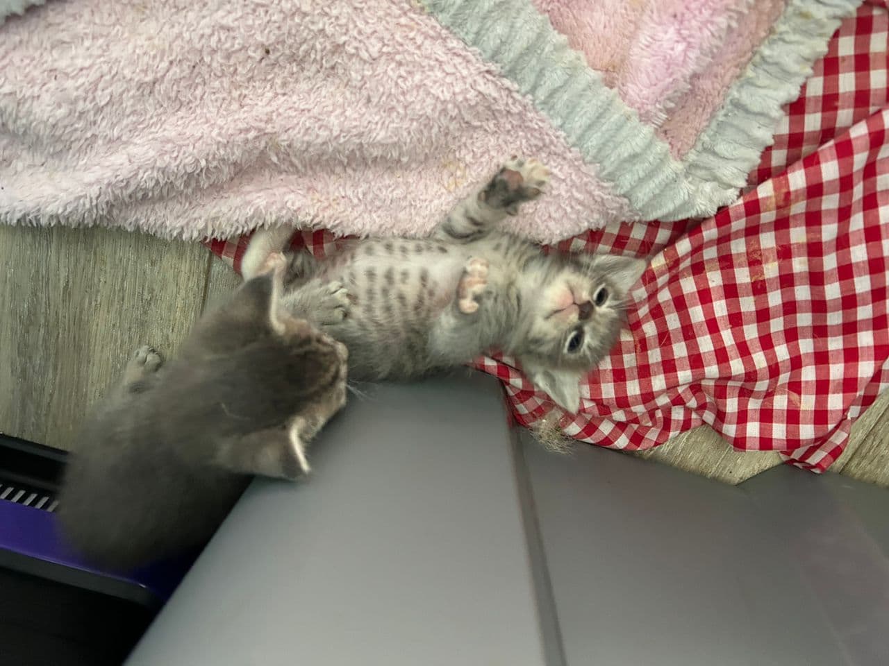 Pet travel photo 4