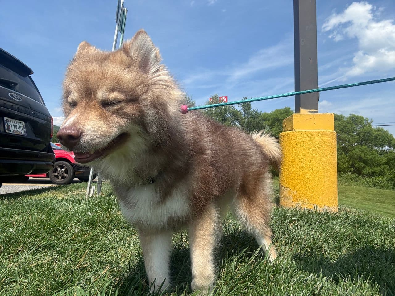 Pet travel photo 3