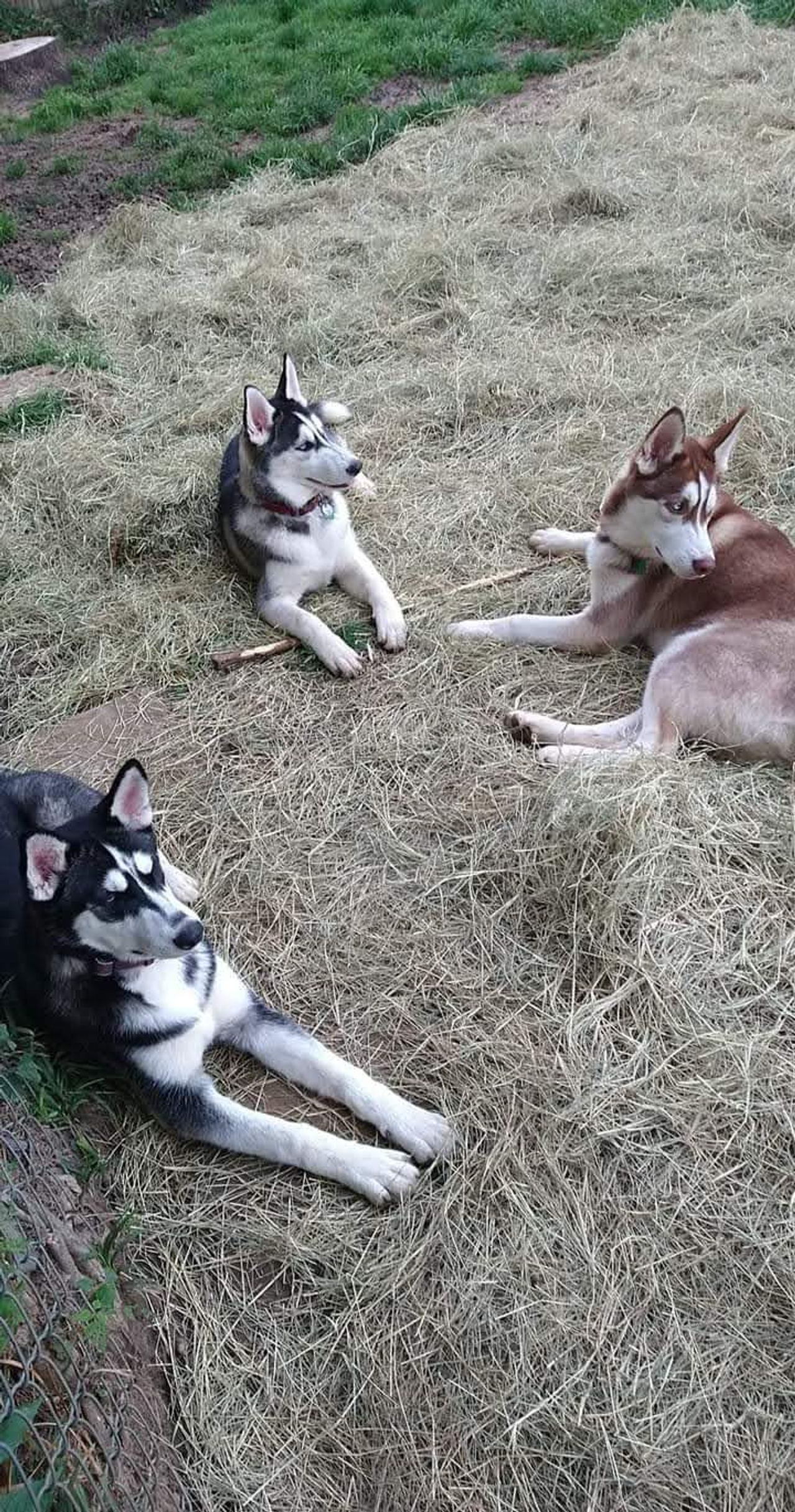 Pet travel photo 3
