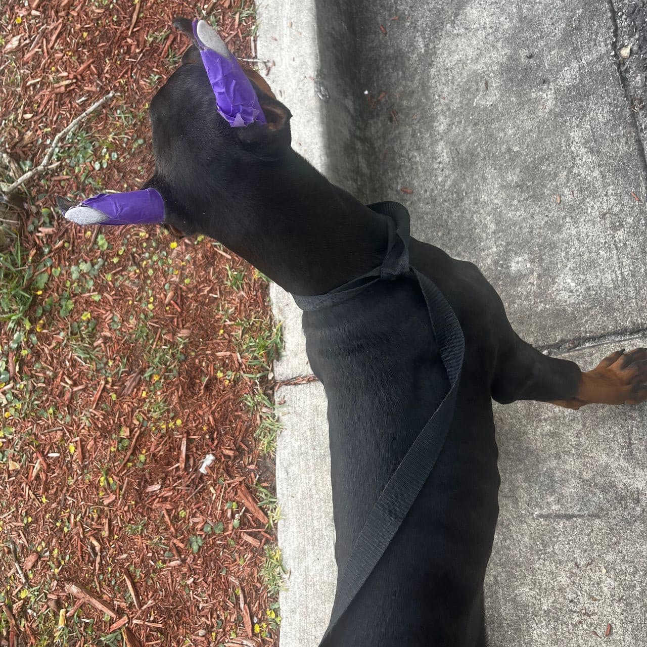 Pet travel photo 3