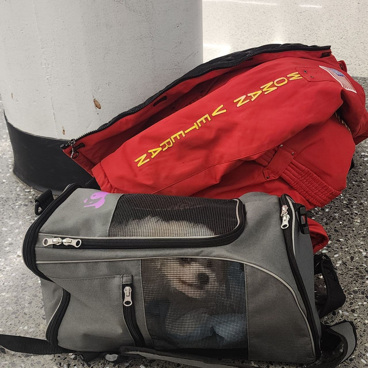 Pet travel photo 3