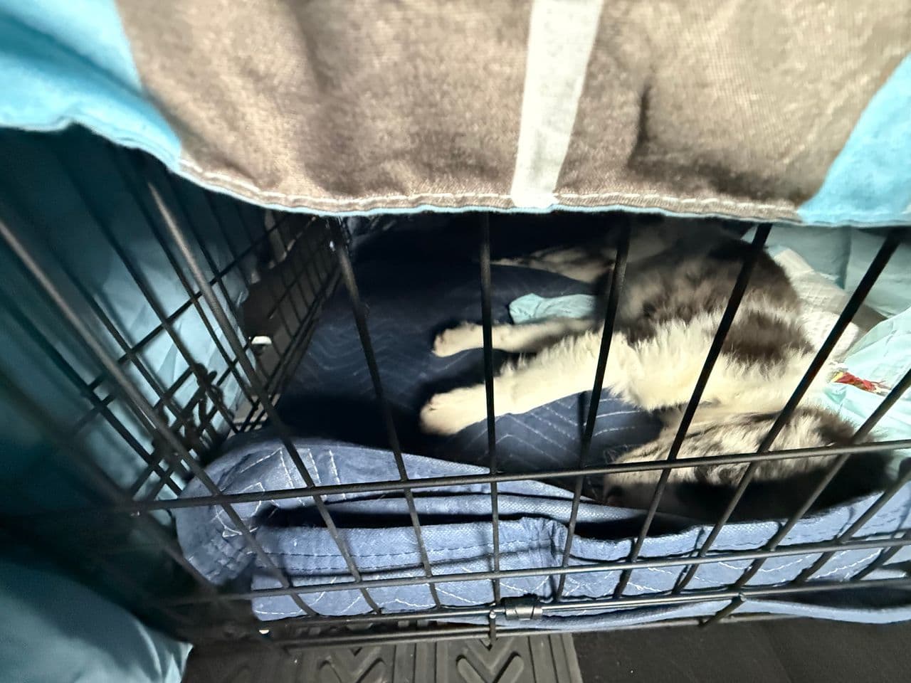 Pet travel photo 5