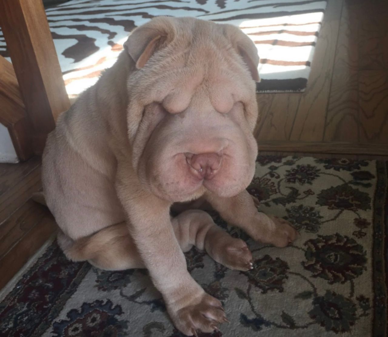 Pet travel photo 1