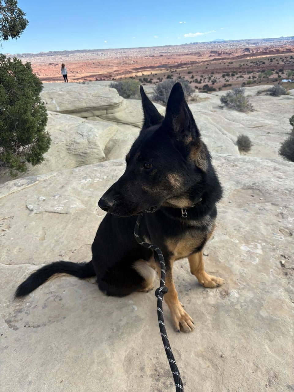 Pet travel photo 4
