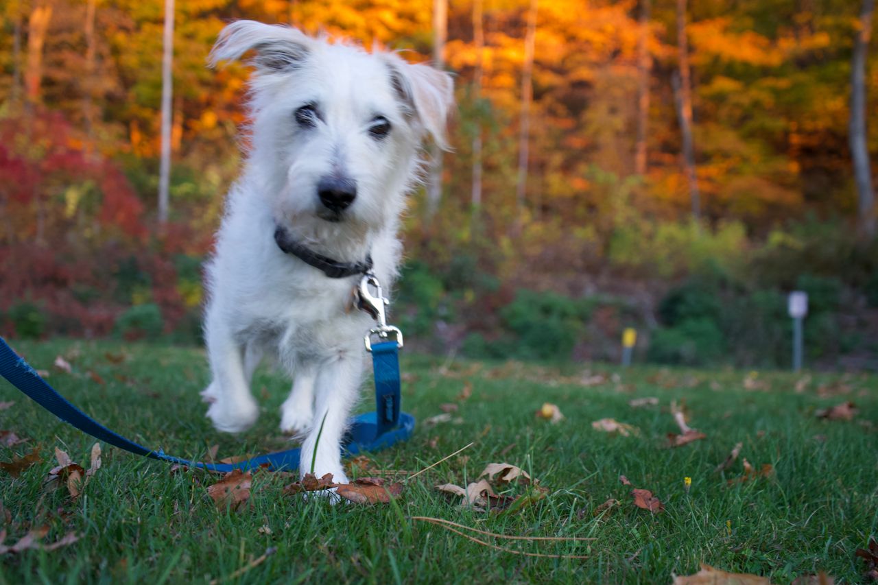 Pet travel photo 2