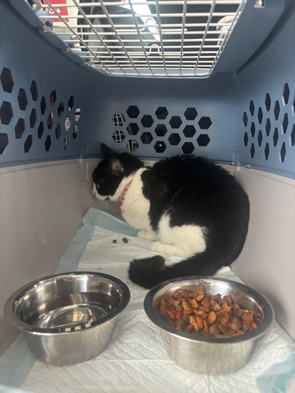 Pet travel photo 4