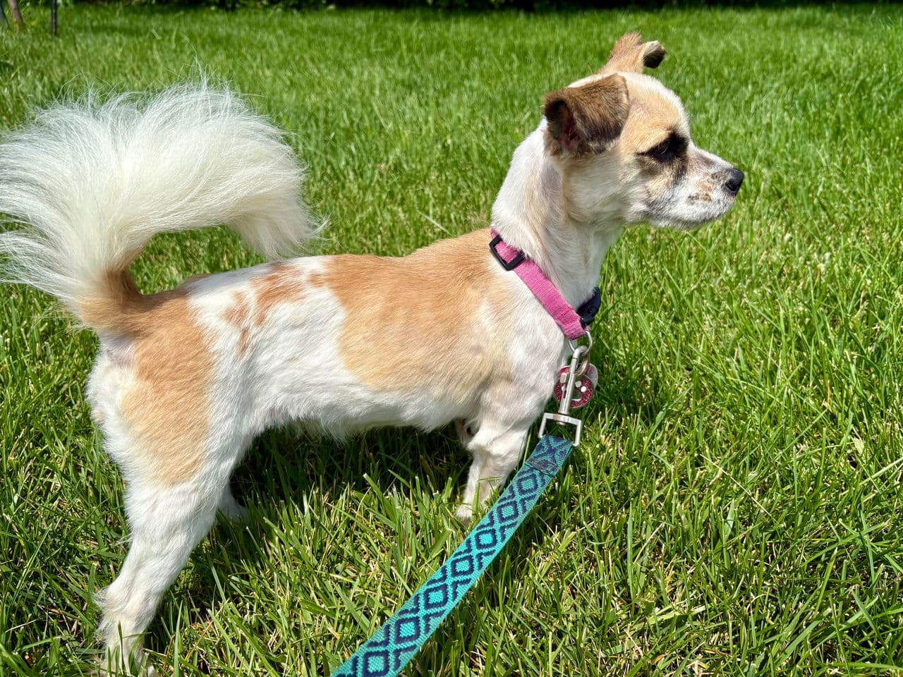 Pet travel photo 1