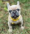 On-The- Spot Luxury Pet Transport