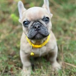 On-The-Spot Luxury Pet Transport
