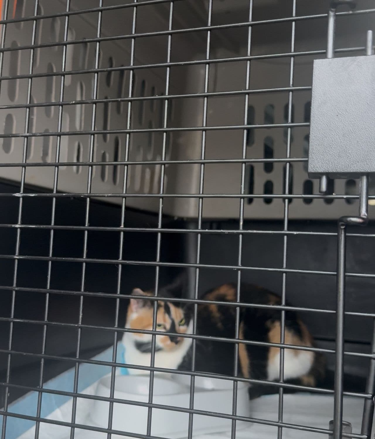 Pet travel photo 4