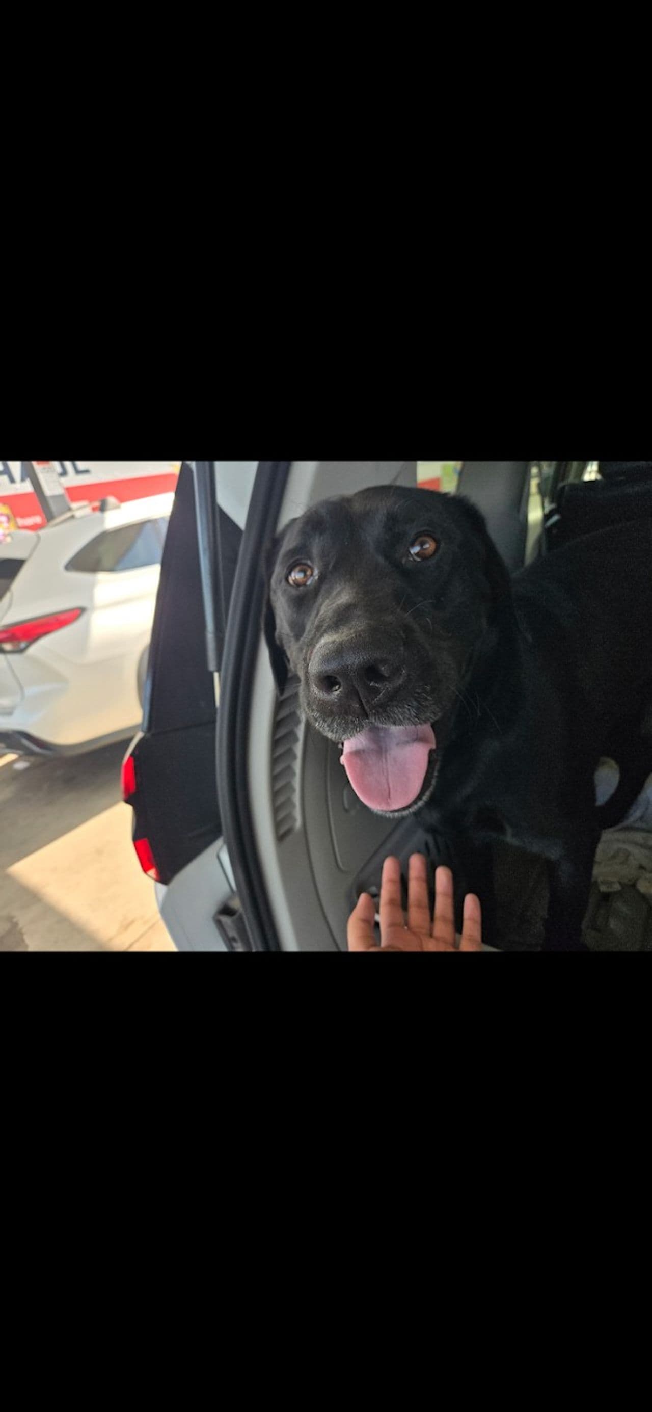 Pet travel photo 1