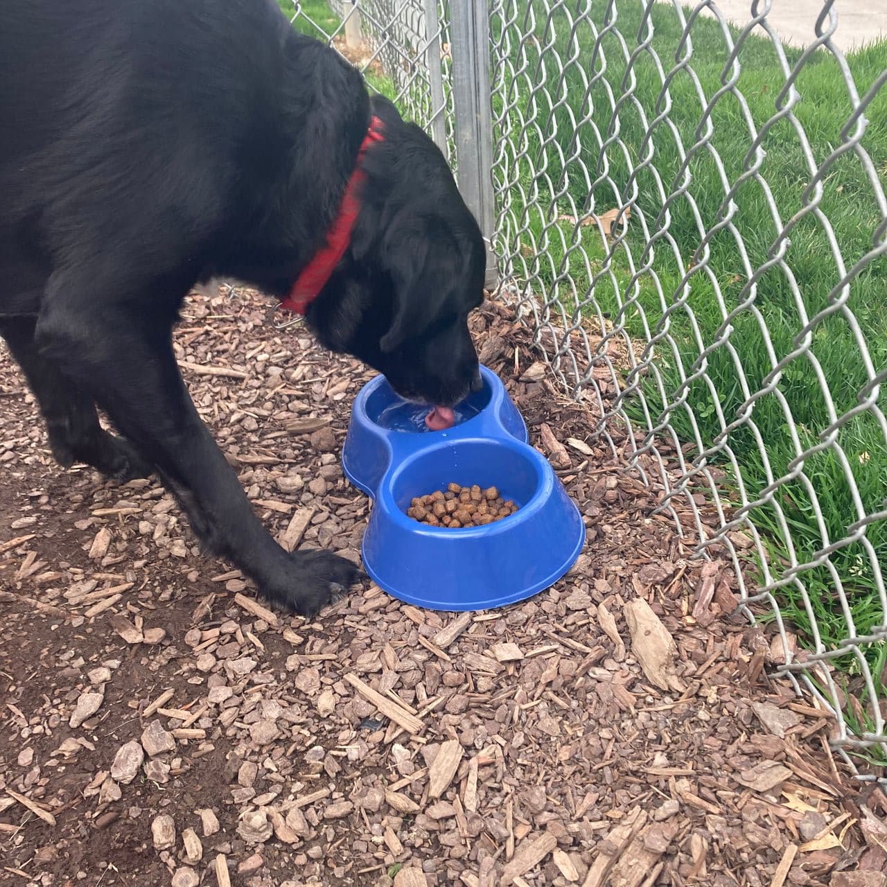 Pet travel photo 2