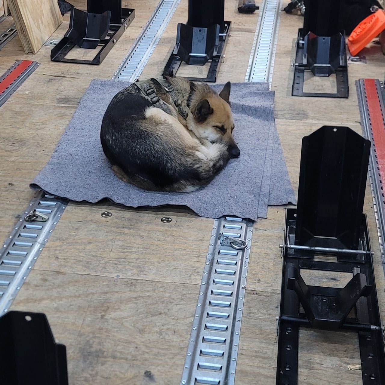 Pet travel photo 3