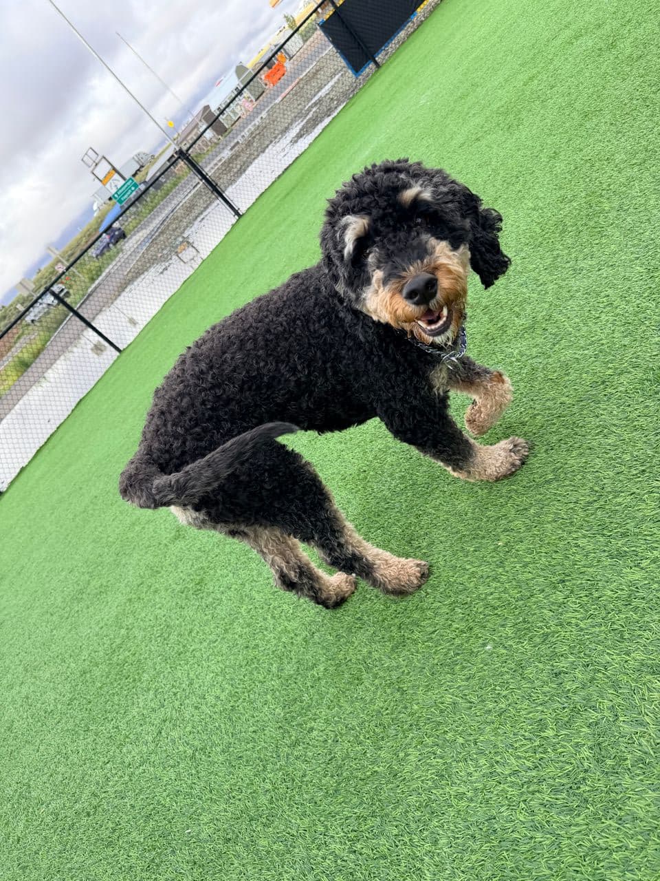 Pet travel photo 6
