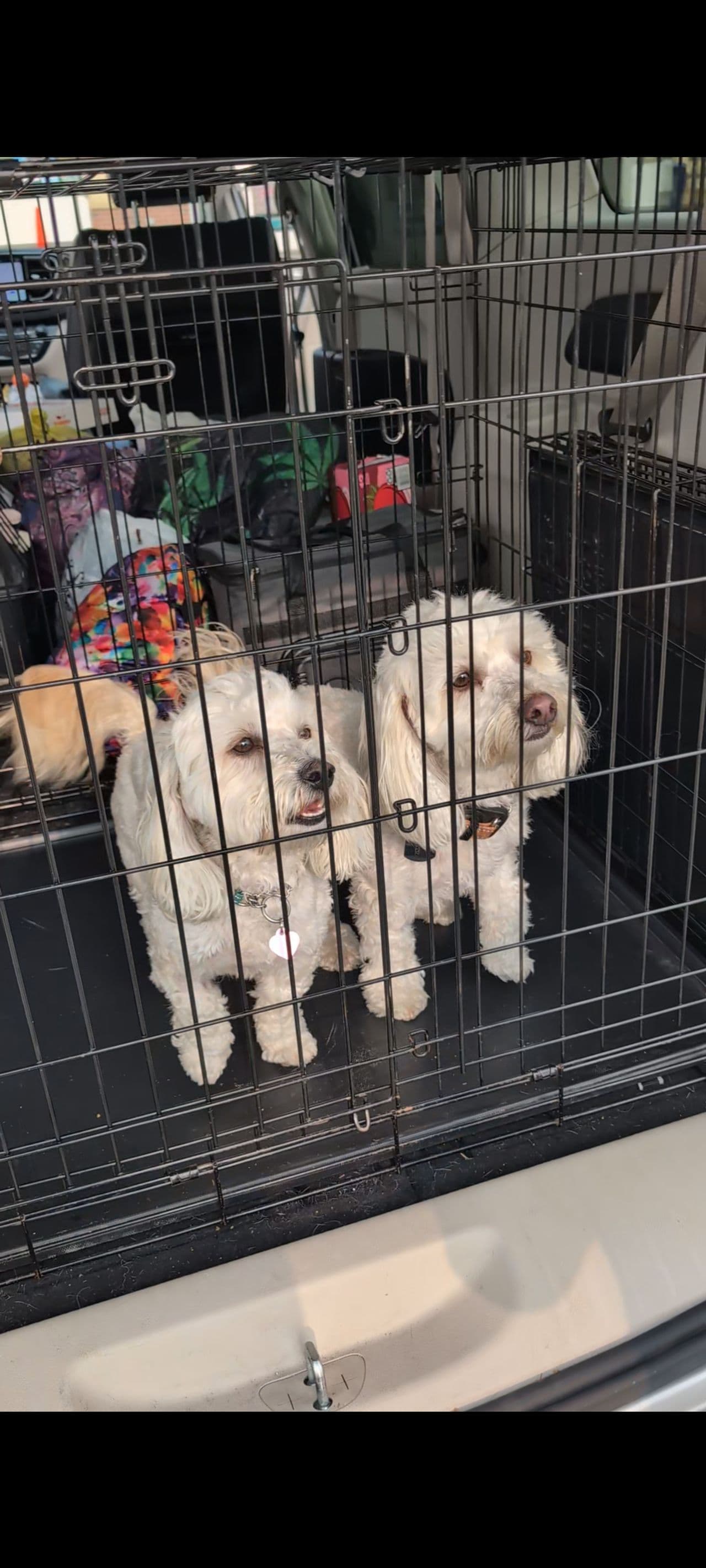 Pet travel photo 2