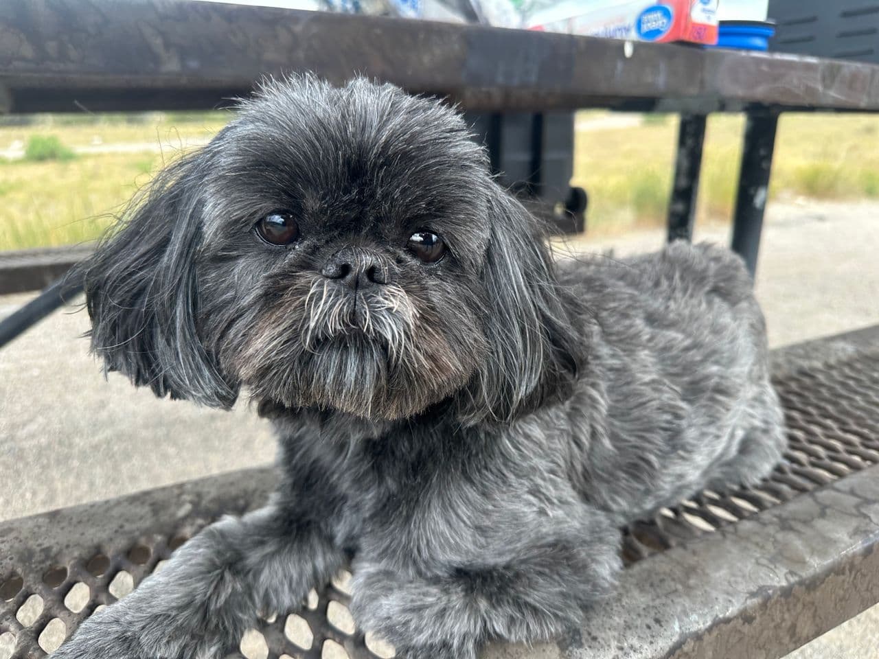 Pet travel photo 2