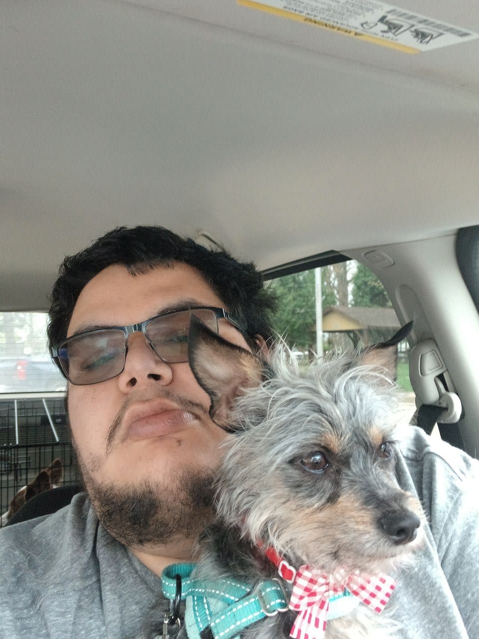 Pet travel photo 4