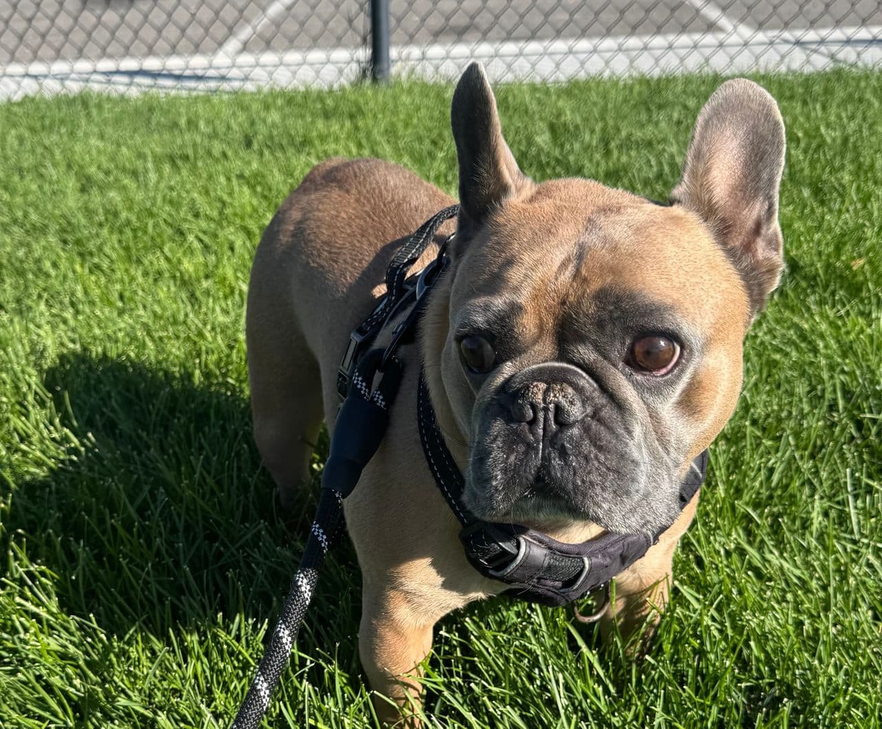 Pet travel photo 1