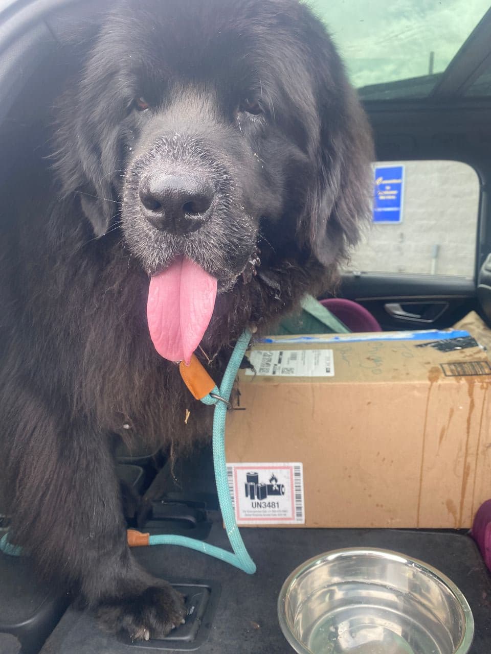 Pet travel photo 5