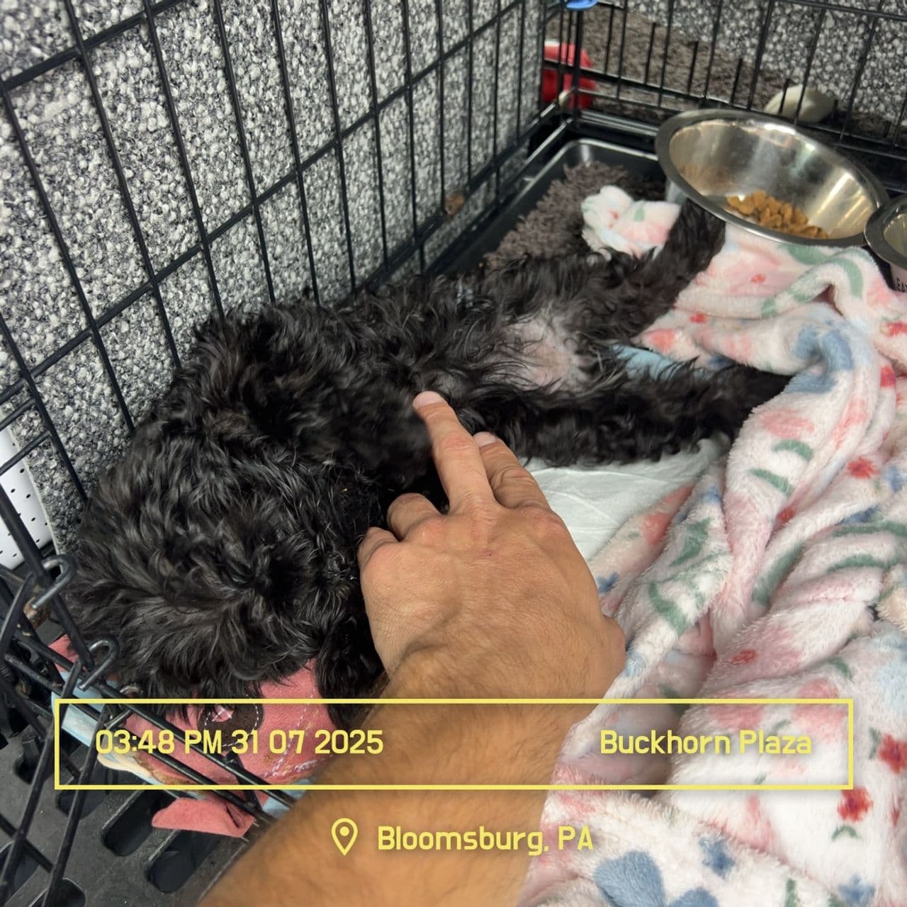 Pet travel photo 4