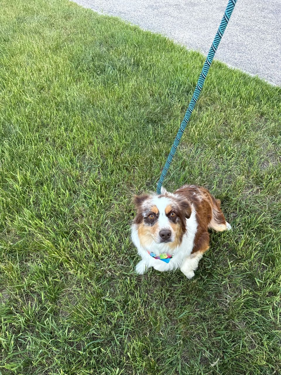 Pet travel photo 1