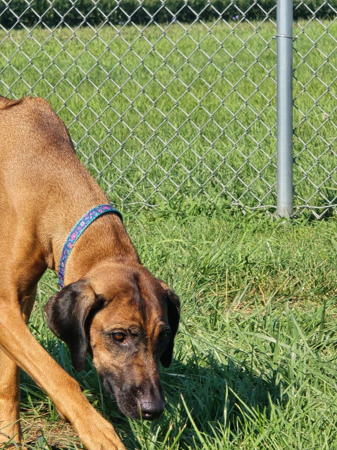 Pet travel photo 4