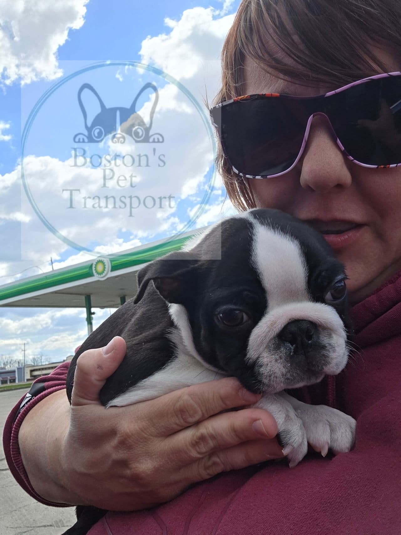 Pet travel photo 3