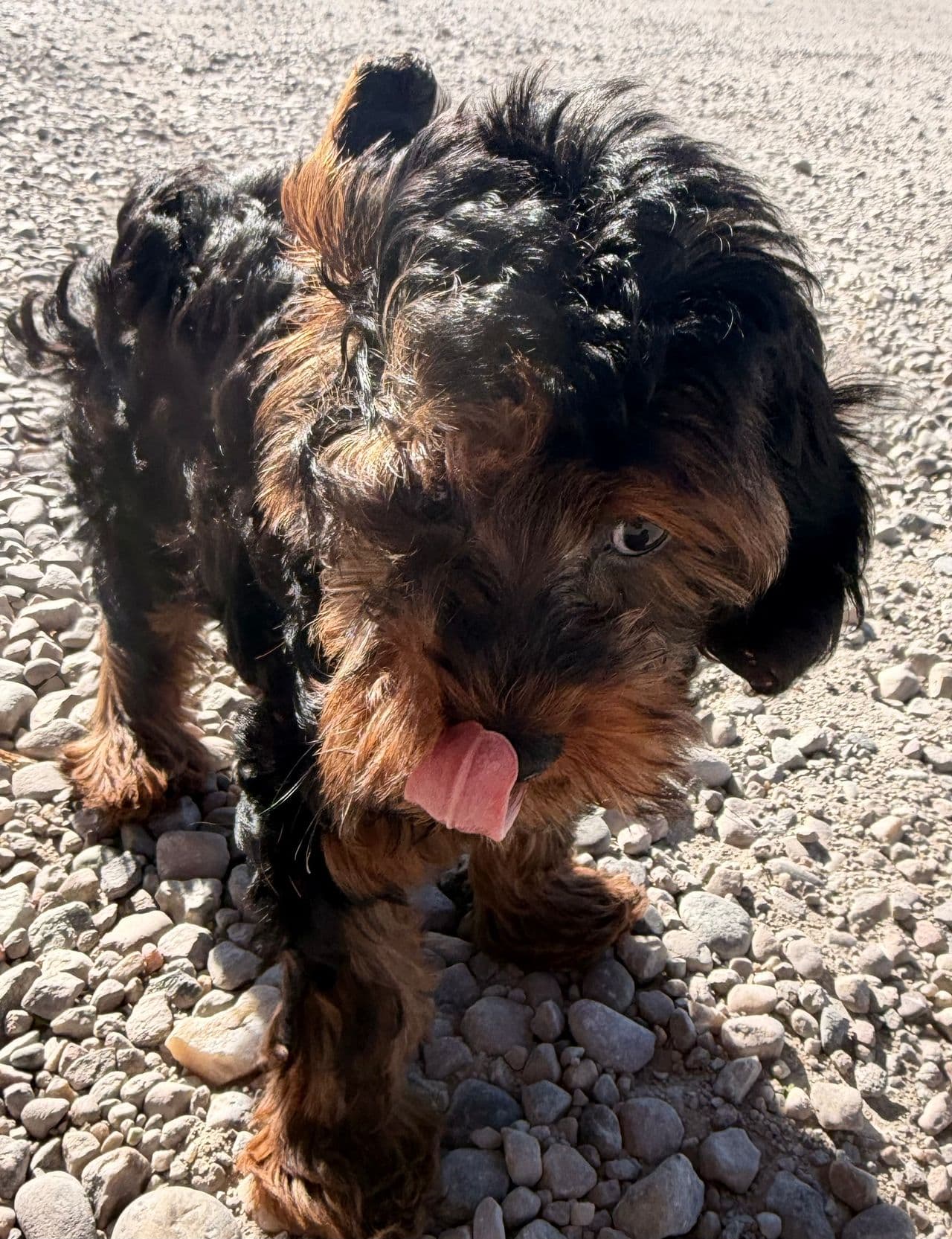 Pet travel photo 4