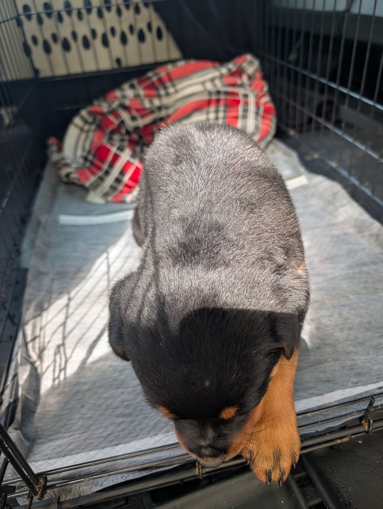 Pet travel photo 5