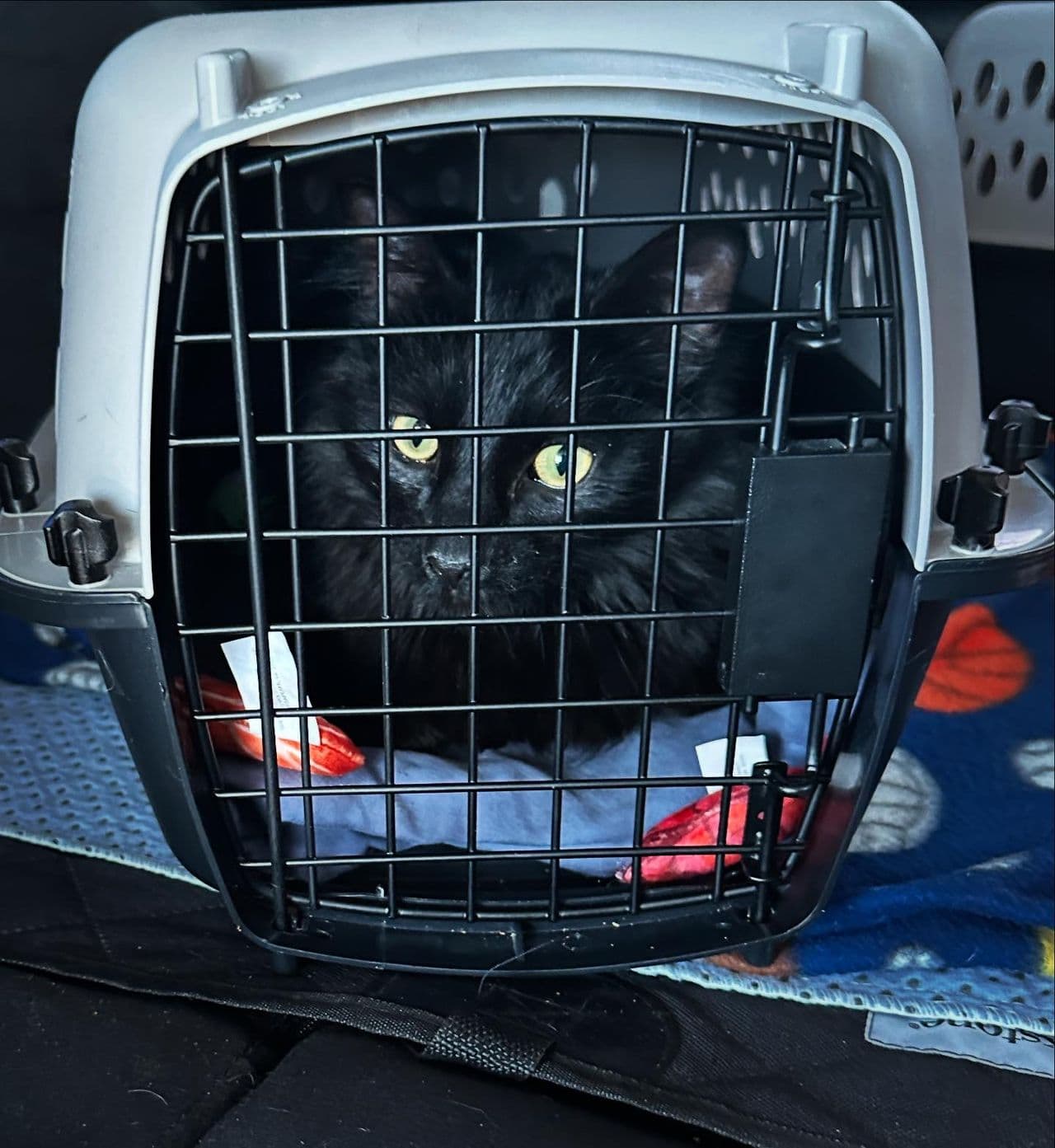 Pet travel photo 2