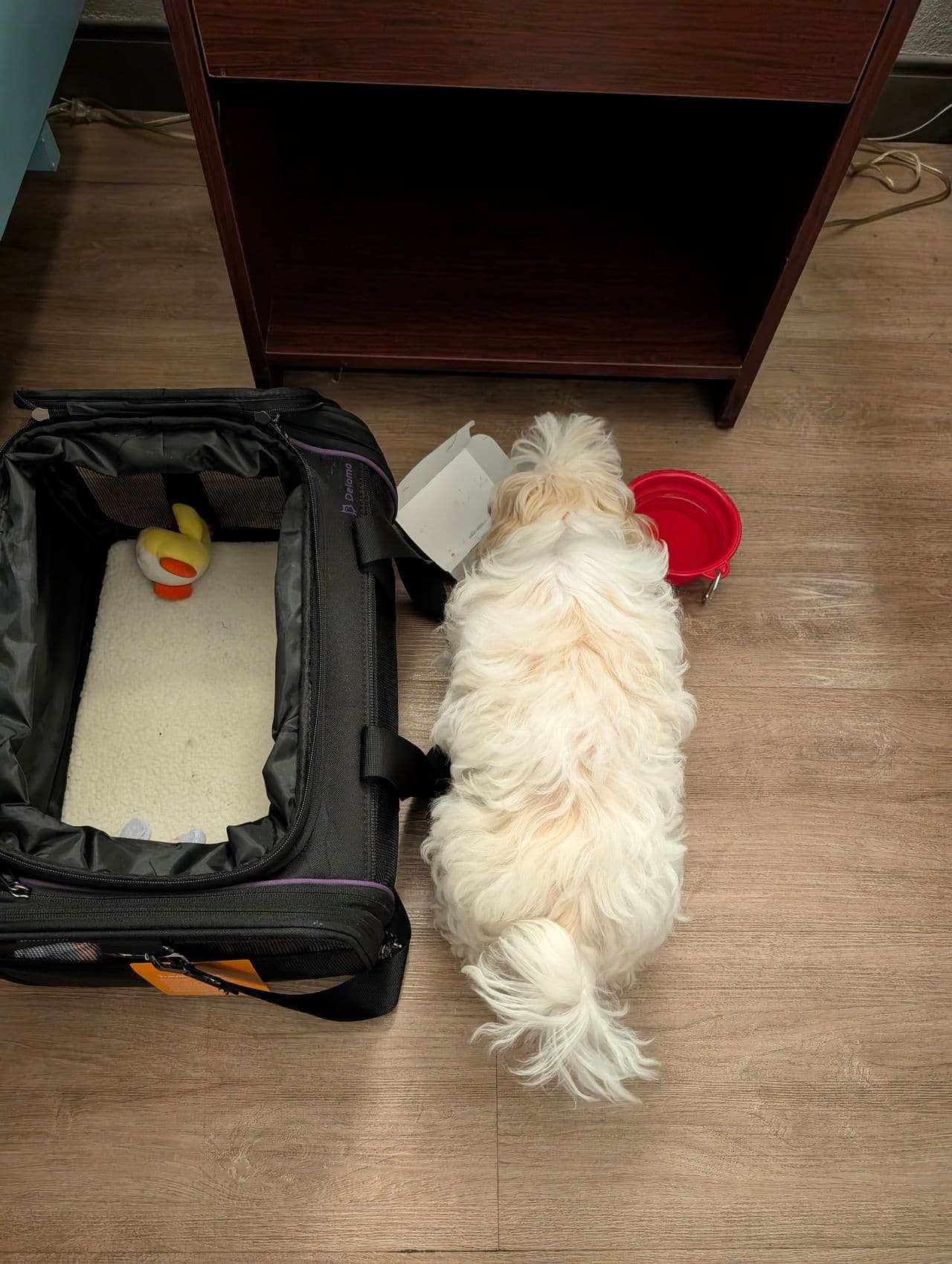 Pet travel photo 2